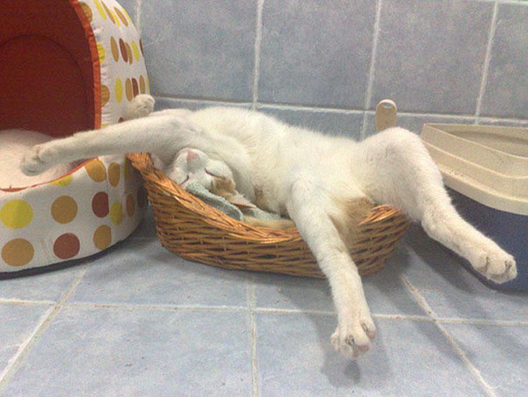 Cats really can sleep anywhere