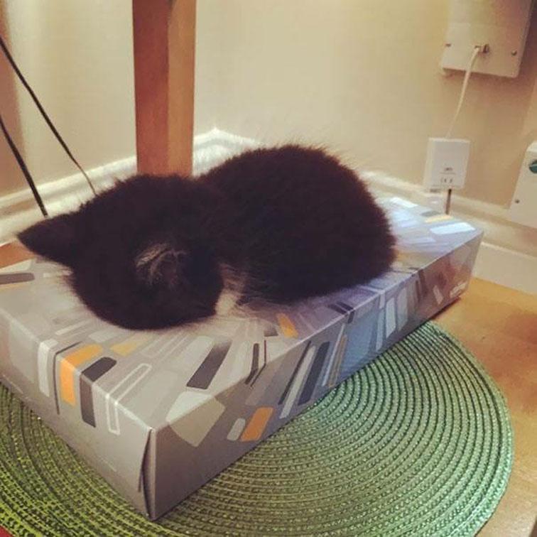 A box of tissues must make a rather comfortable bed
