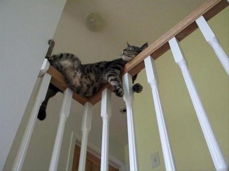 This cat is too  tired to even attempt going downstairs