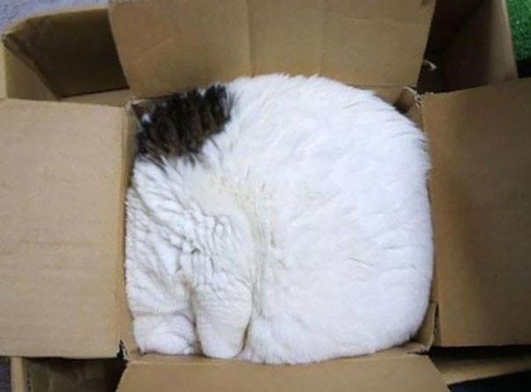 An unexpected delivery as this feline squeezes itself into the box for a cat nap