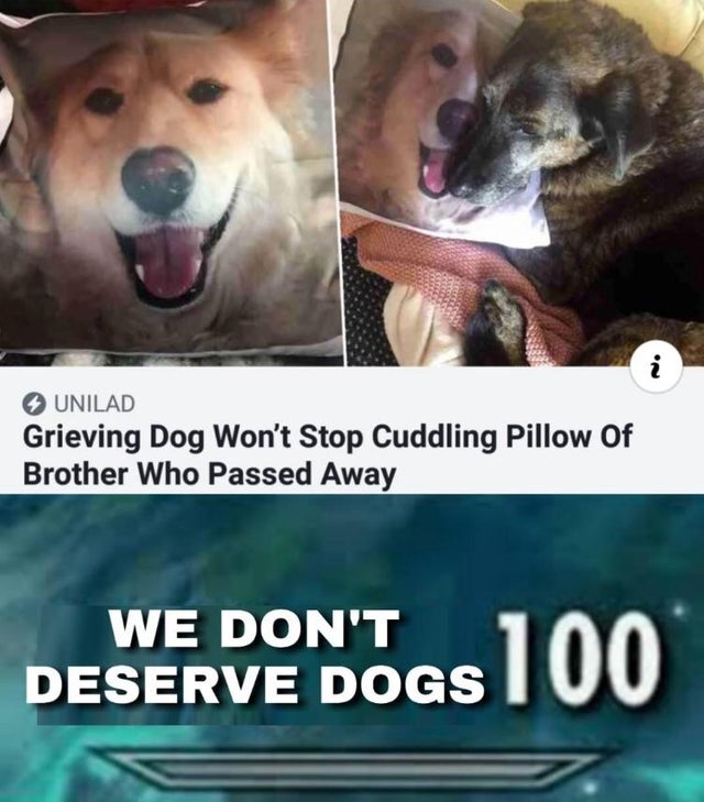 dog posing for picture we dont deserve dogs - Unilad Grieving Dog Won't Stop Cuddling Pillow Of Brother Who Passed Away We Don'T Deserve Dogs