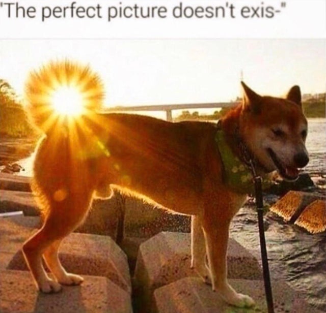 shiba inu sun - "The perfect picture doesn't exis"