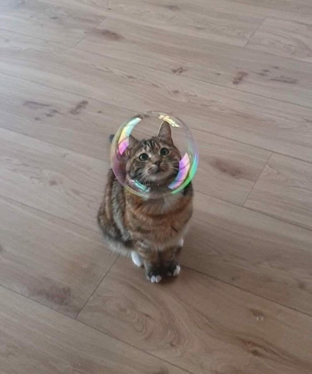 cat bubble