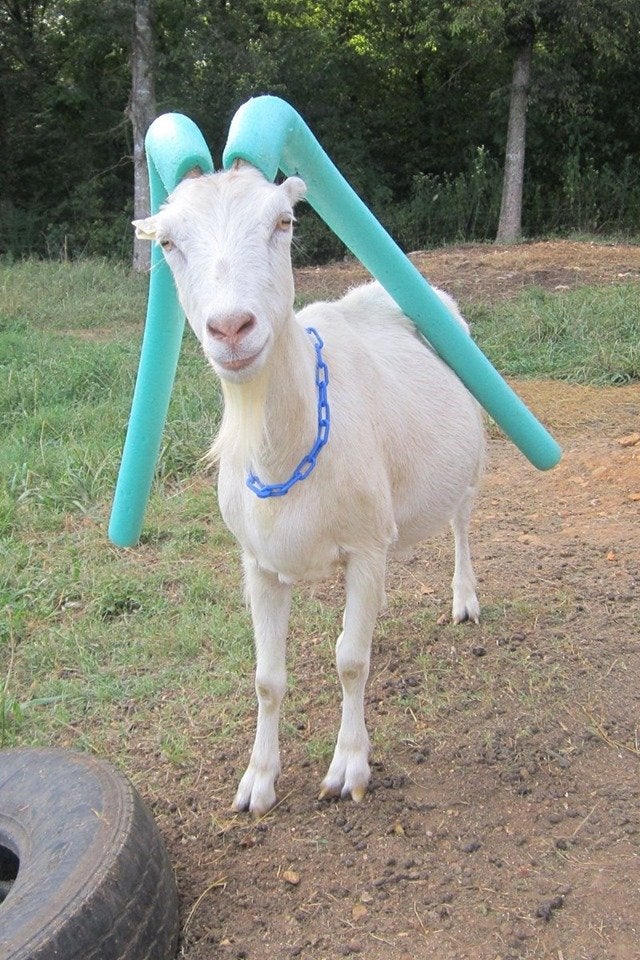 goats wearing pool noodles