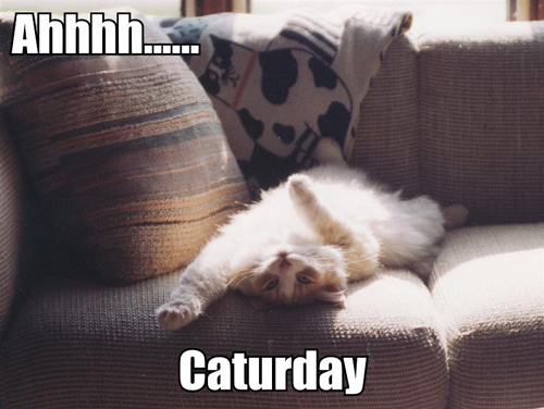 Happy Caturday!