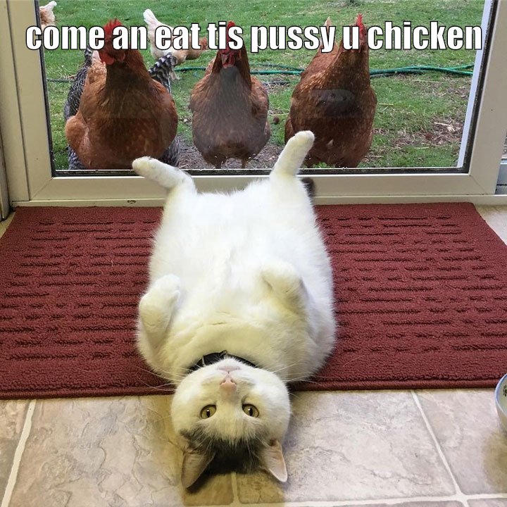 pussy vs chicken