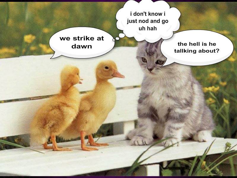 kitty and ducks go to battle,lol