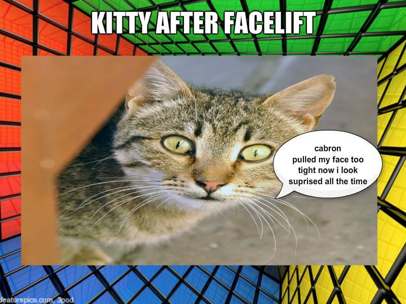 kitty after a facelift