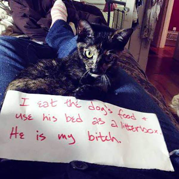 35 Animal Confessions That Are Filled With Shame