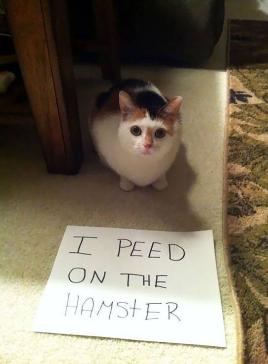 35 Animal Confessions That Are Filled With Shame