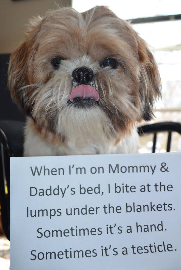 35 Animal Confessions That Are Filled With Shame