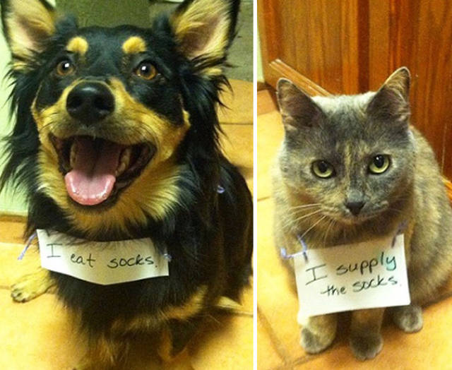 35 Animal Confessions That Are Filled With Shame