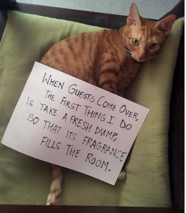 35 Animal Confessions That Are Filled With Shame