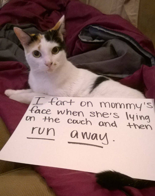 35 Animal Confessions That Are Filled With Shame