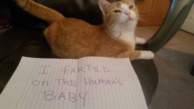 35 Animal Confessions That Are Filled With Shame