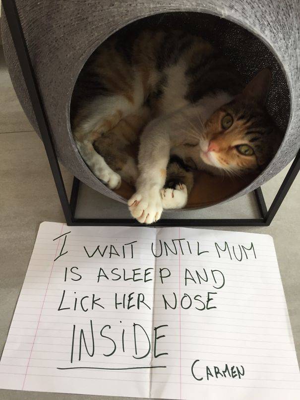 35 Animal Confessions That Are Filled With Shame