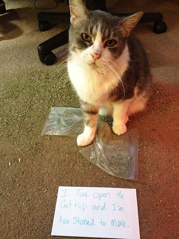 35 Animal Confessions That Are Filled With Shame