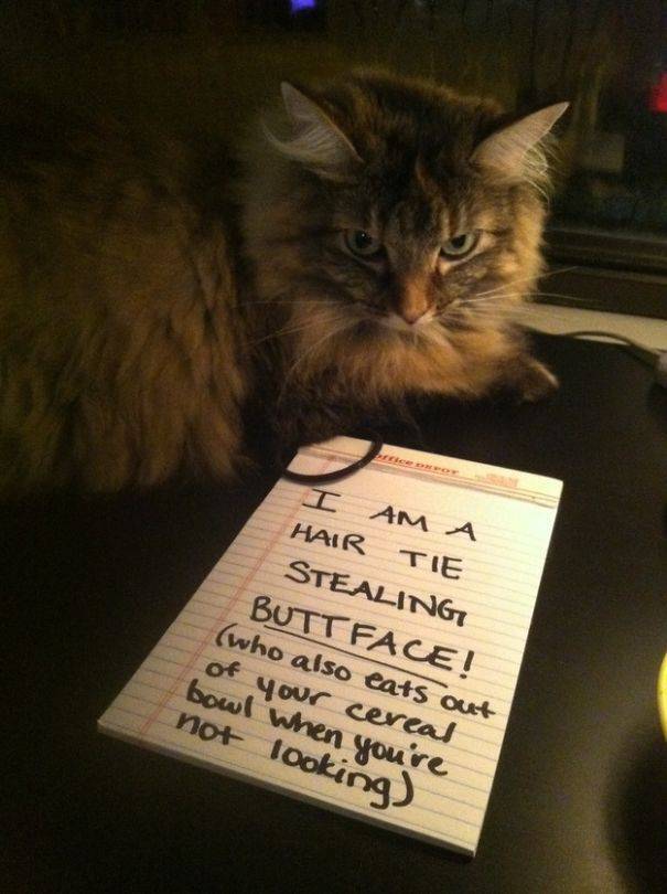 35 Animal Confessions That Are Filled With Shame