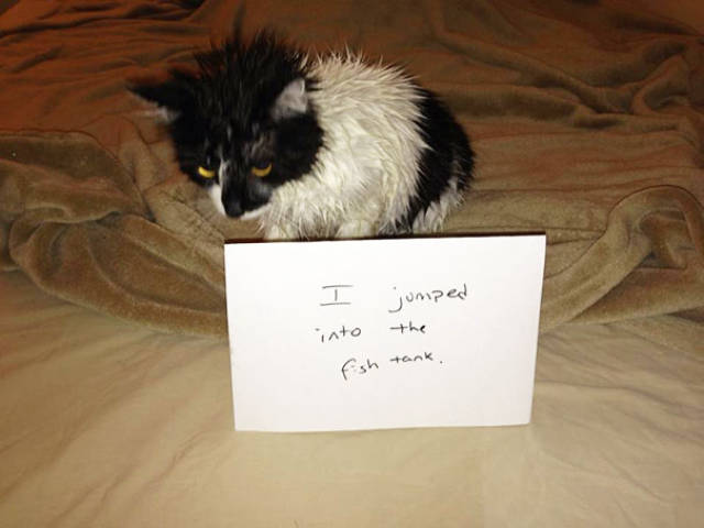 35 Animal Confessions That Are Filled With Shame