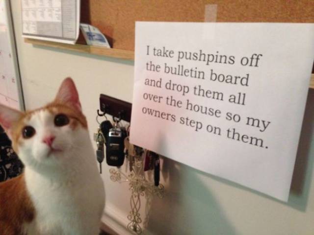 35 Animal Confessions That Are Filled With Shame