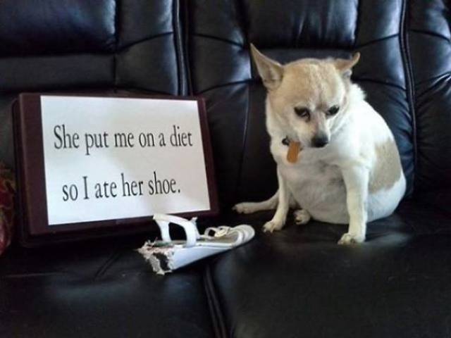 35 Animal Confessions That Are Filled With Shame