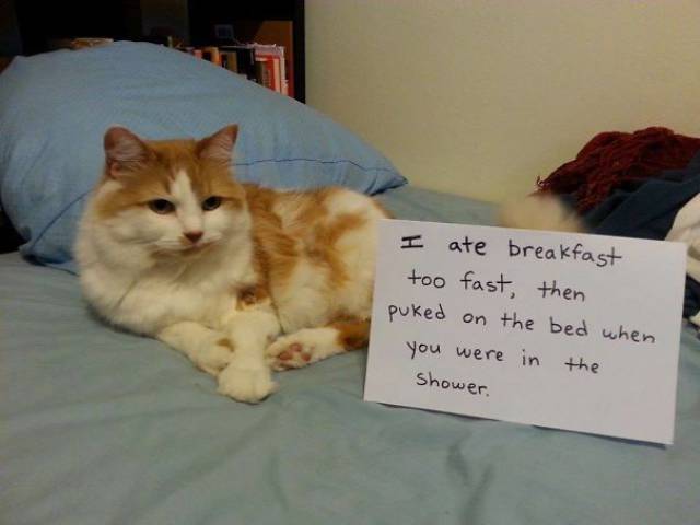 35 Animal Confessions That Are Filled With Shame