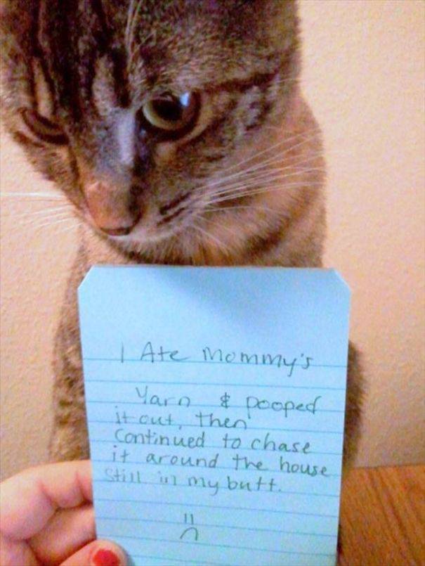 35 Animal Confessions That Are Filled With Shame