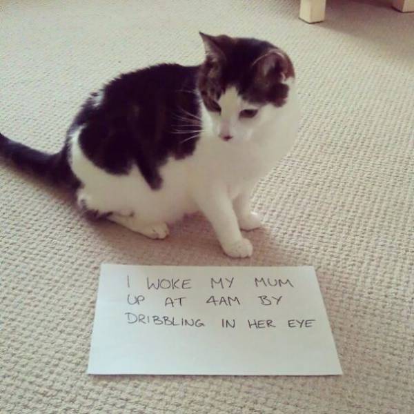 35 Animal Confessions That Are Filled With Shame