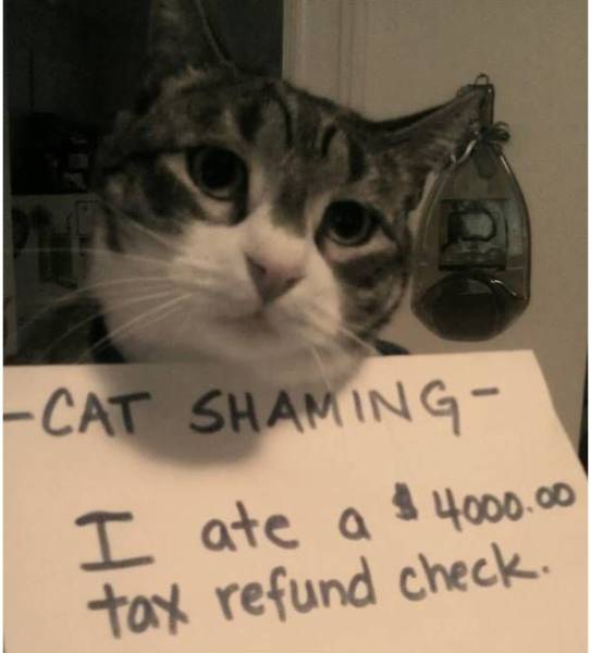 35 Animal Confessions That Are Filled With Shame