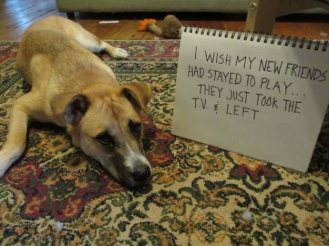 35 Animal Confessions That Are Filled With Shame