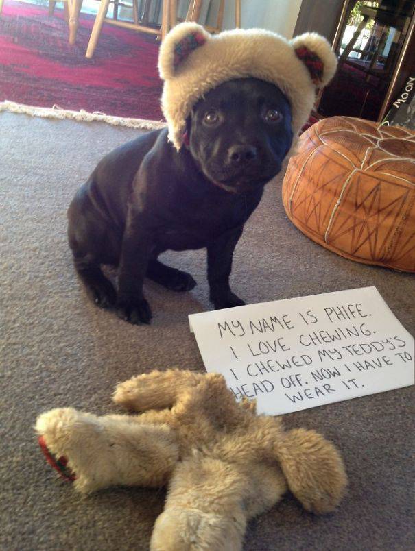 35 Animal Confessions That Are Filled With Shame