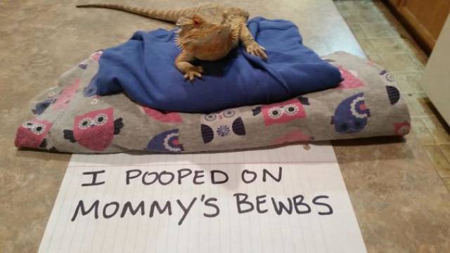 35 Animal Confessions That Are Filled With Shame