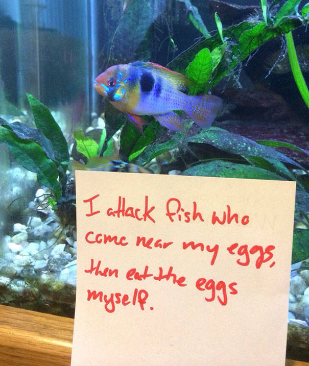 35 Animal Confessions That Are Filled With Shame