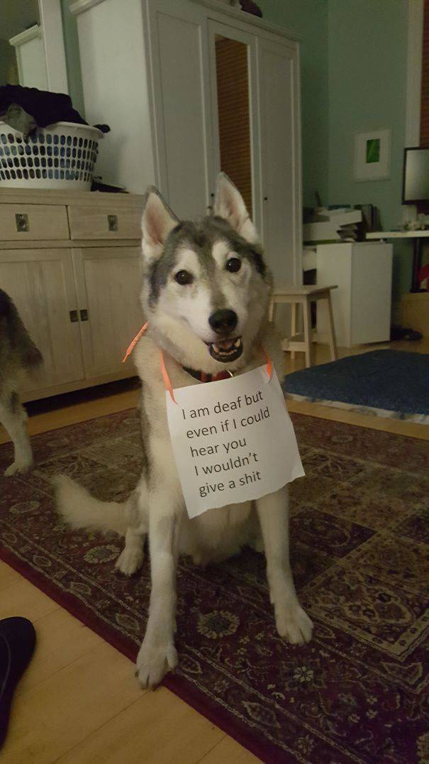 35 Animal Confessions That Are Filled With Shame