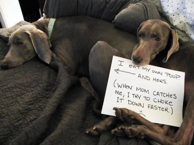 35 Animal Confessions That Are Filled With Shame