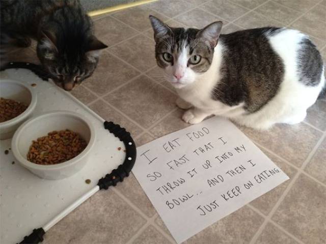 35 Animal Confessions That Are Filled With Shame