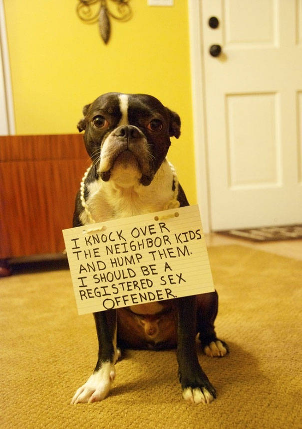 35 Animal Confessions That Are Filled With Shame