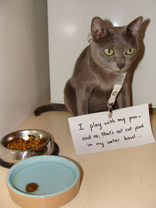 35 Animal Confessions That Are Filled With Shame