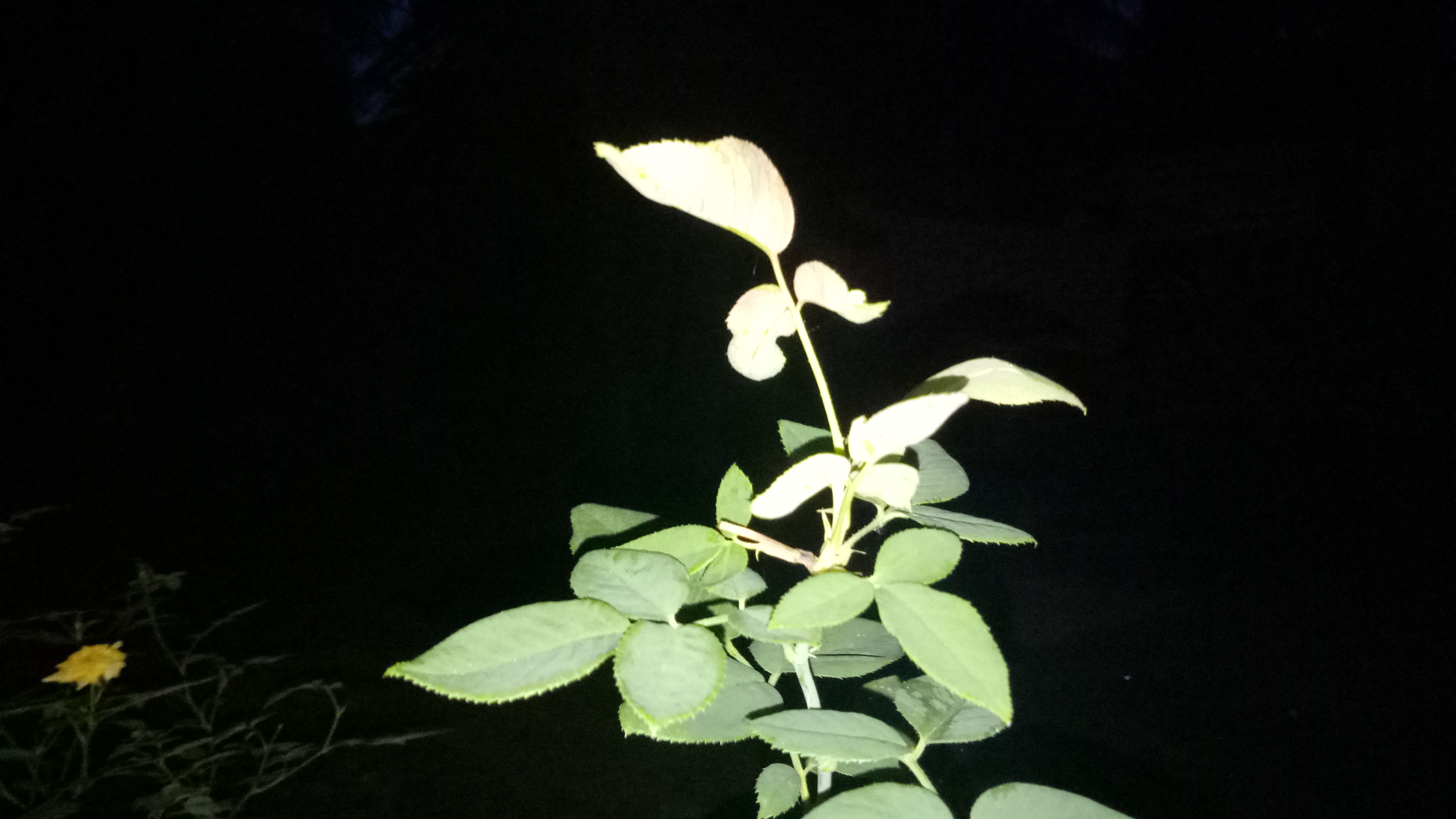 This is nt view rose leaf