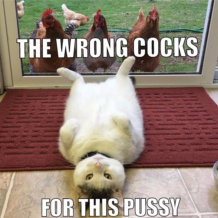 THE WRONG COCKS FOR THIS PUSSY