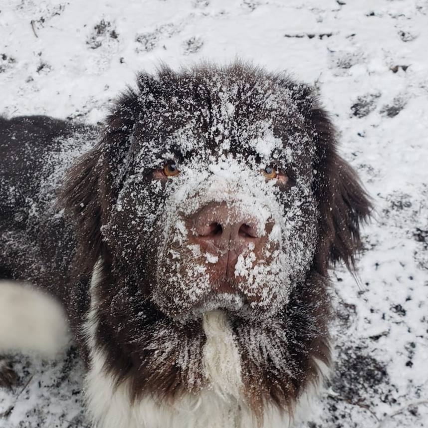 My year and a half old, 140 pound Newfoundland