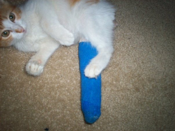This cat is showcasing his blue wrapper!