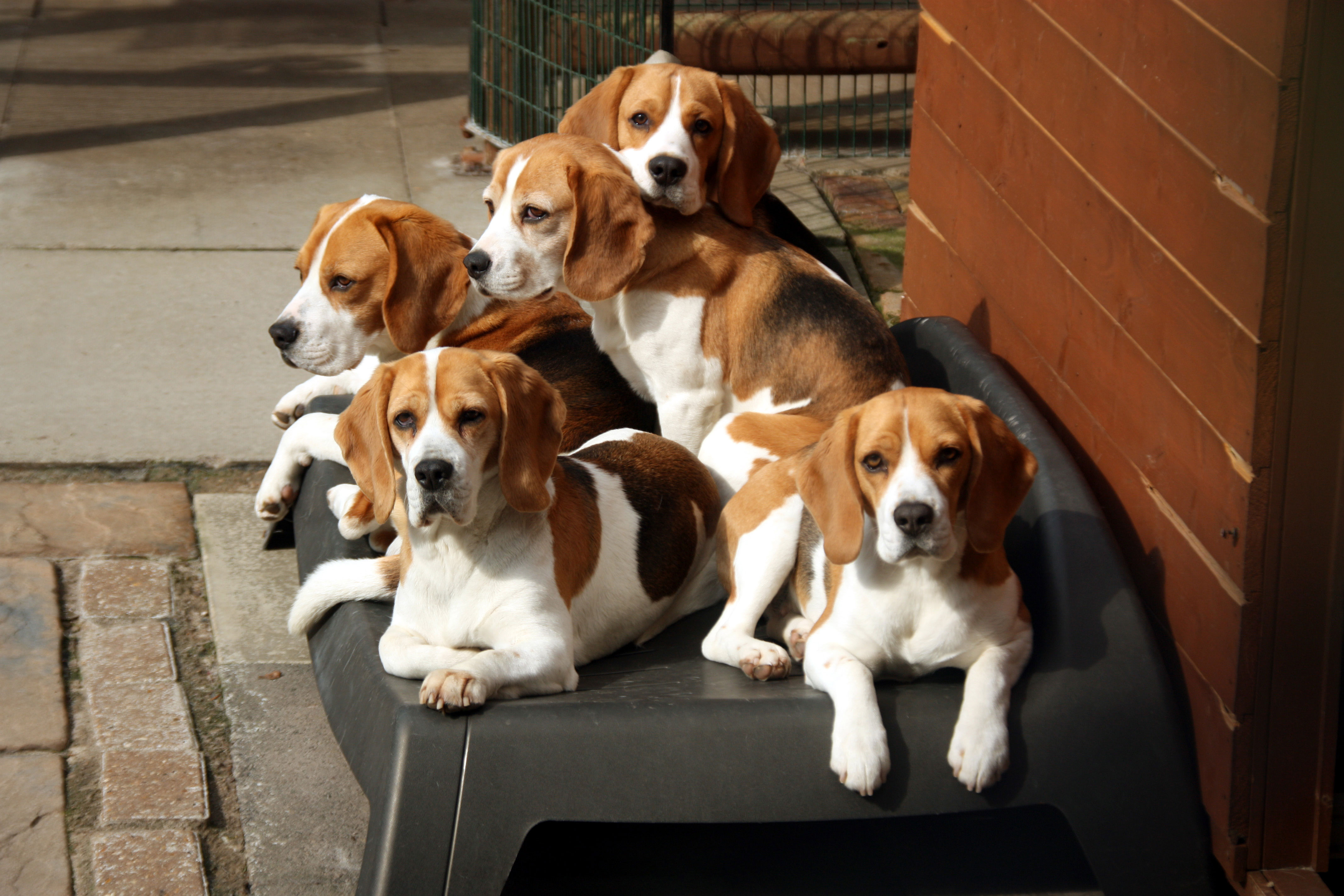 random pic beagles family