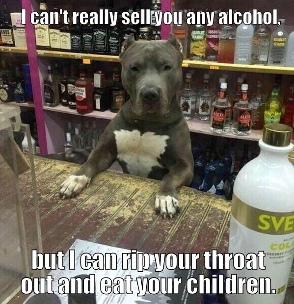 'Cause he's a pit bull. That's what they do.