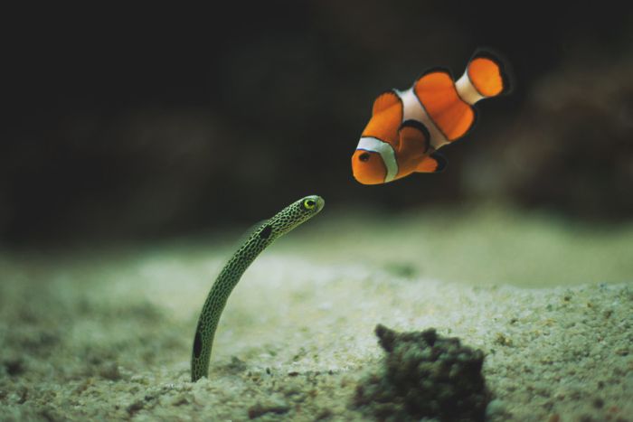 clownfish and eel