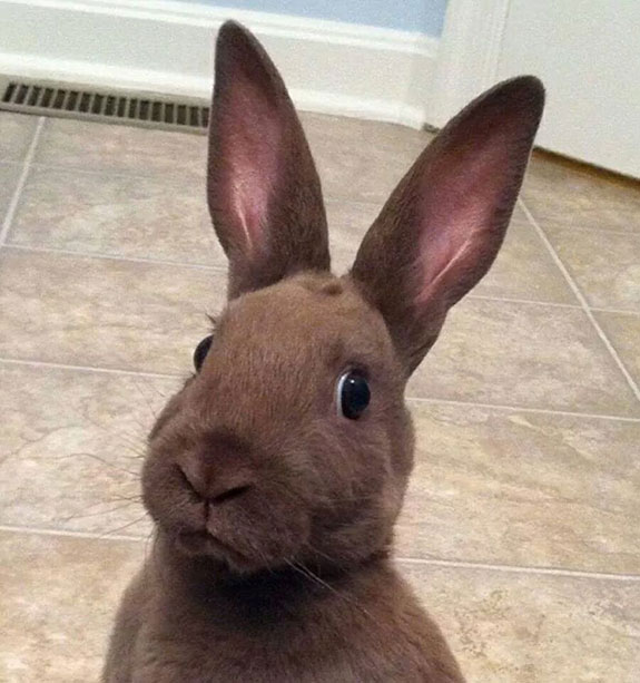 Bunny cute bunny rabbit picture