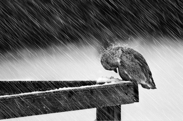 bird in the rain black and white photo