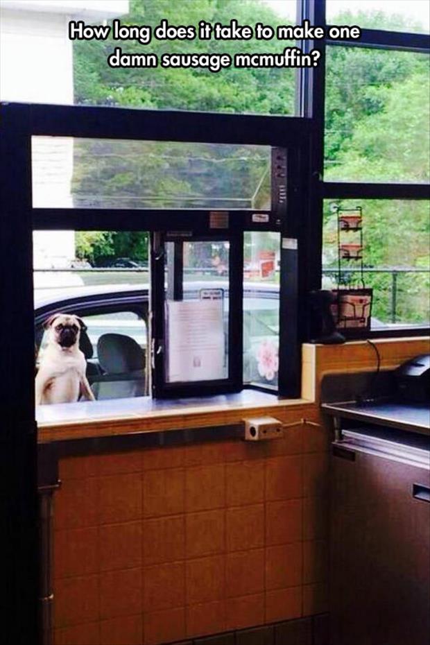 cute picture of a dog ordering drive thru