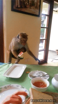 monkey stealing gif - lawebloca.net