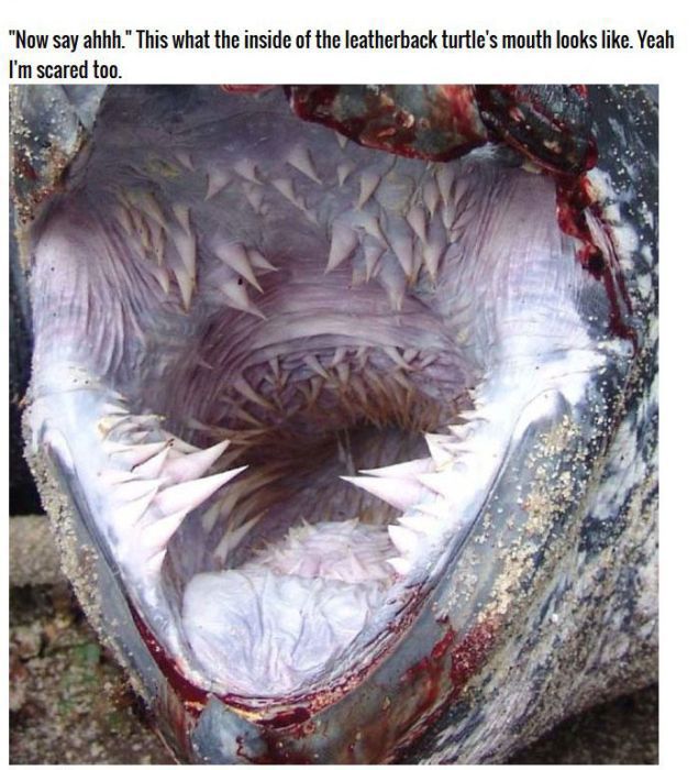 leatherback sea turtle mouth - "Now say ahhh." This what the inside of the leatherback turtle's mouth looks . Yeah I'm scared too.